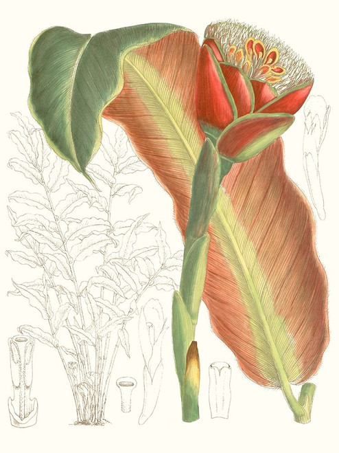 Tropical Variety VII Poster Print - Curtis