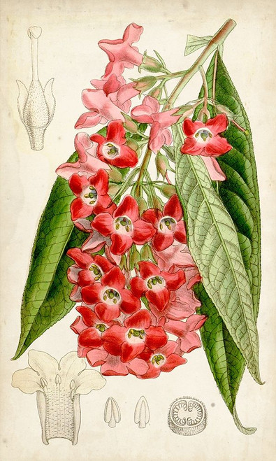 Tropical Gems IV Poster Print - Curtis