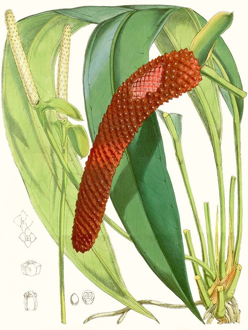 Tropical Variety V Poster Print - Curtis