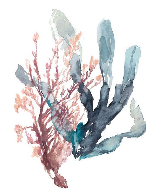 Sweet Seaweed I Poster Print - Jennifer Goldberger