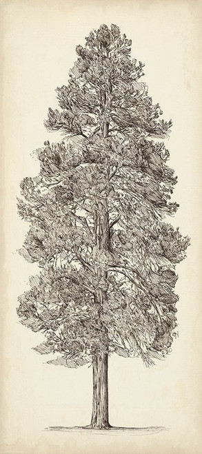 Pacific Northwest Tree Sketch III Poster Print - Melissa Wang