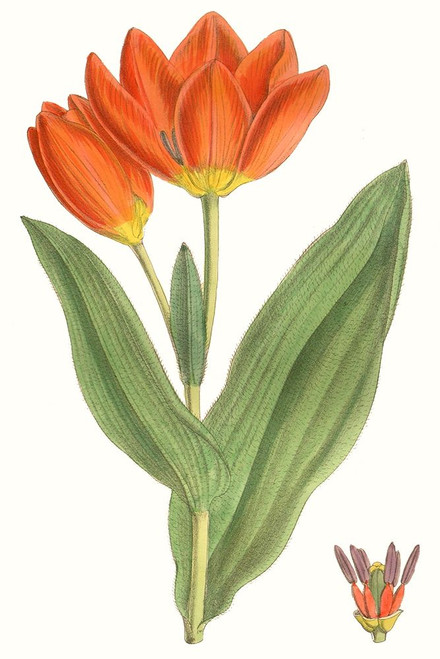 Curtis Tulips IX Poster Print - Curtis