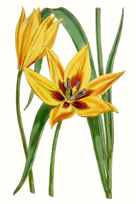 Curtis Tulips VI Poster Print - Curtis