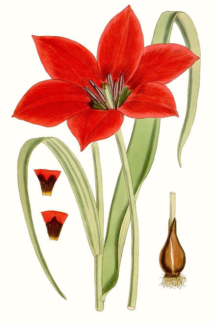 Curtis Tulips IV Poster Print - Curtis