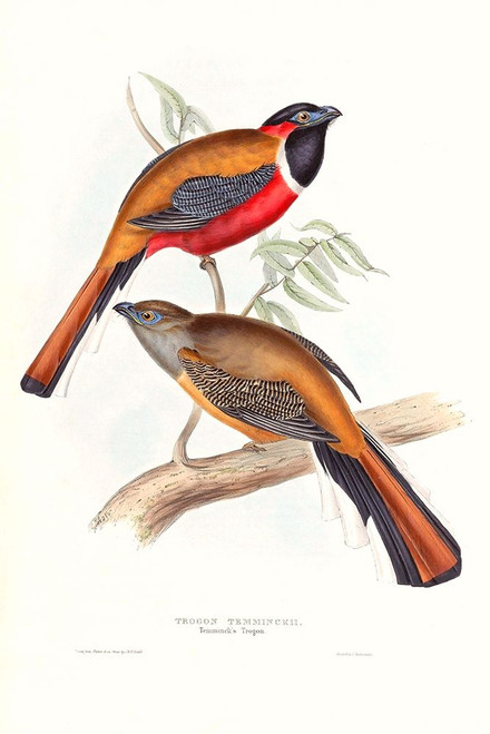 Tropical Trogons IV Poster Print - John Gould