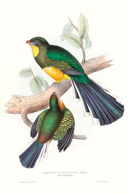 Tropical Trogons I Poster Print - John Gould