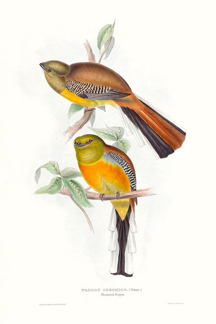 Tropical Trogons VI Poster Print - John Gould