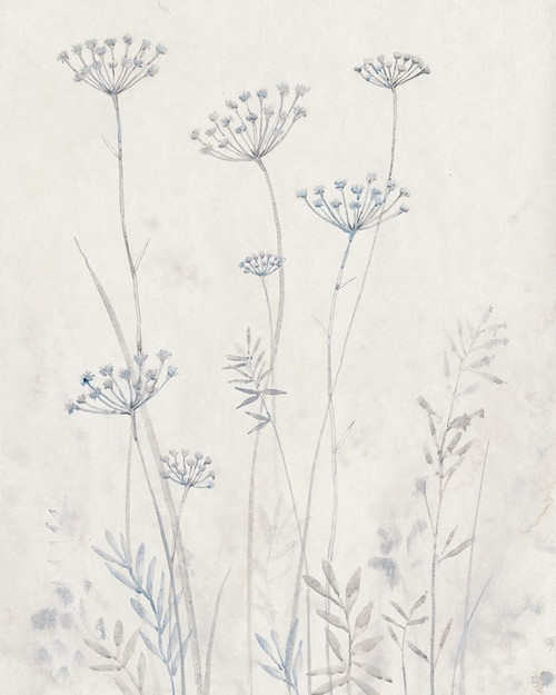 Neutral Queen Annes Lace II Poster Print - Tim OToole