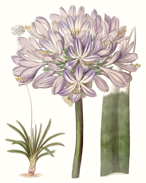 Lavender Beauties VI Poster Print - Edwards