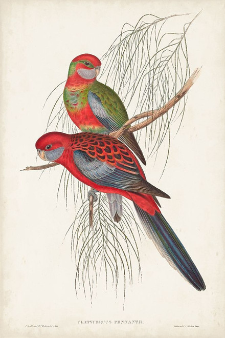 Tropical Parrots III Poster Print - John Gould