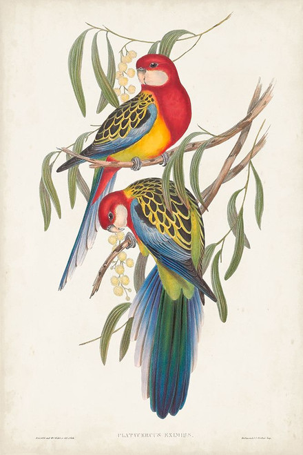 Tropical Parrots IV Poster Print - John Gould