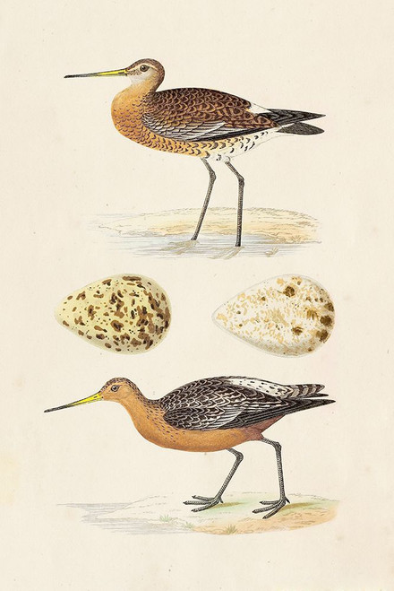 Sandpipers and Eggs IV Poster Print - Morris