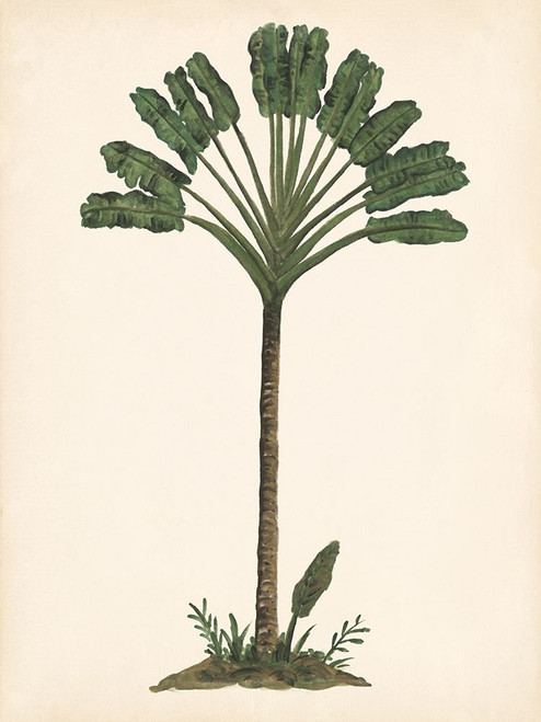 Palm Tree Study I Poster Print - Melissa Wang