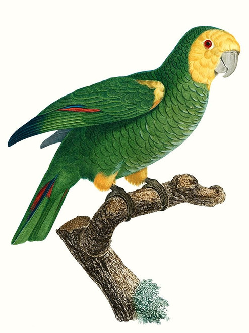 Parrot of the Tropics IV Poster Print - Barraband