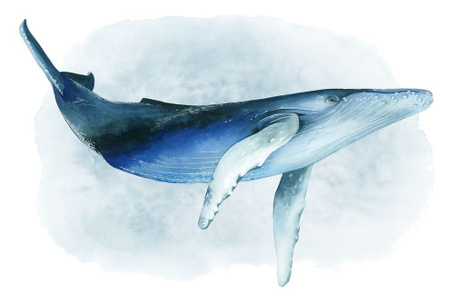 Watercolor Humpback I Poster Print - Grace Popp