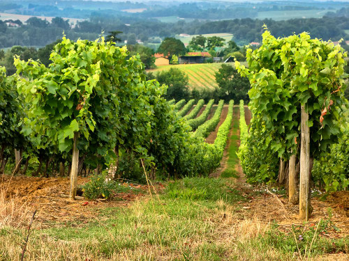 Pastoral Countryside XIX Poster Print - Colby Chester