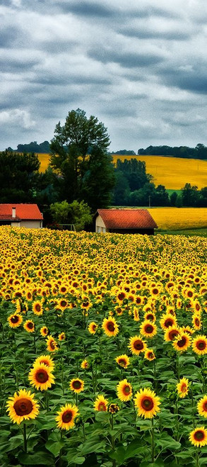 Pastoral Countryside IV - A Poster Print - Colby Chester