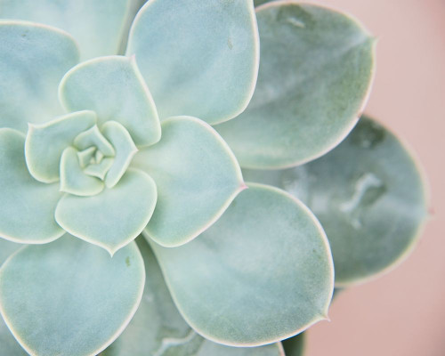 Succulent Glow IV Poster Print - Jason Johnson