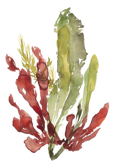 Seaweed Garden II Poster Print - Jennifer Goldberger