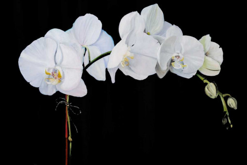Dramatic Orchids II Poster Print - Sandra Iafrate