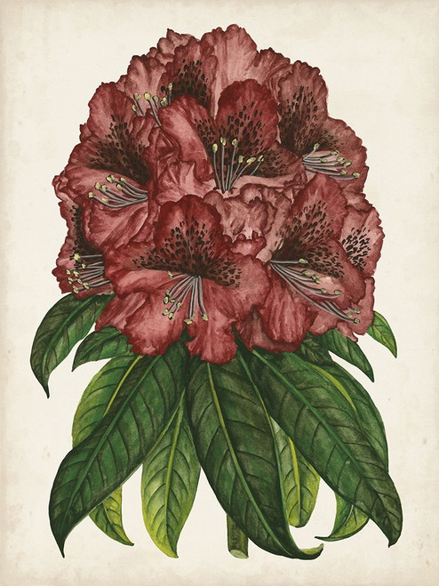 Rhododendron Study I Poster Print - Melissa Wang