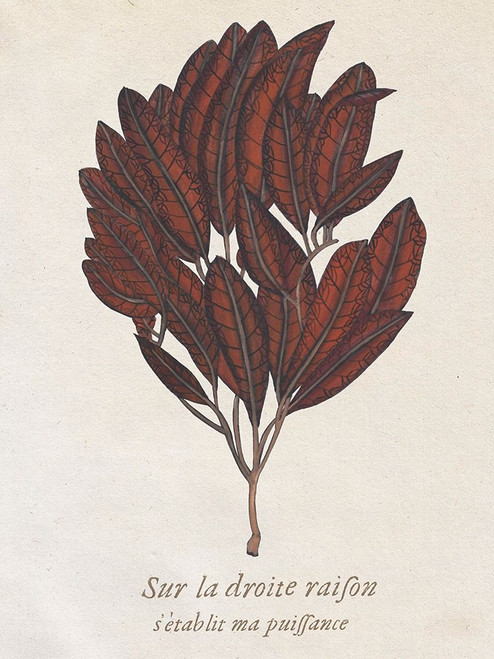 Seaweed Study II Poster Print - Melissa Wang