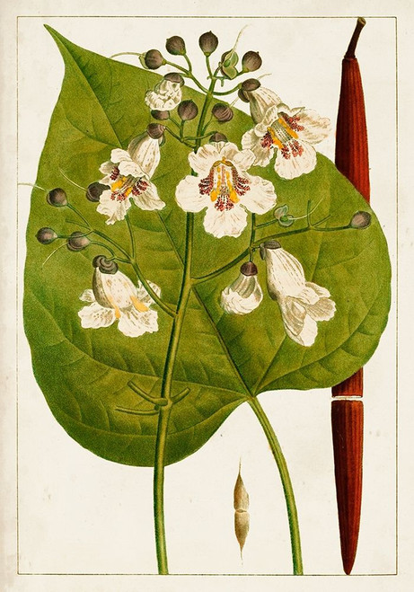 Antique Flowering Trees V Poster Print - Unknown