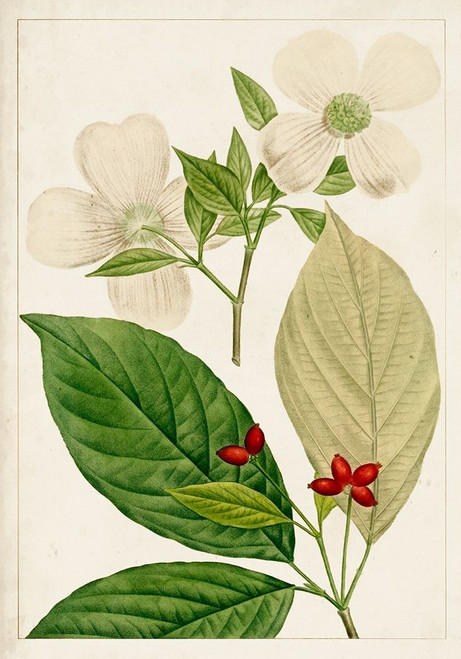 Antique Flowering Trees III Poster Print - Unknown