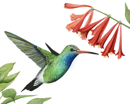 Hummingbird and Flower II Poster Print - Grace Popp