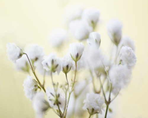 Babys Breath Study IV Poster Print - James McLoughlin