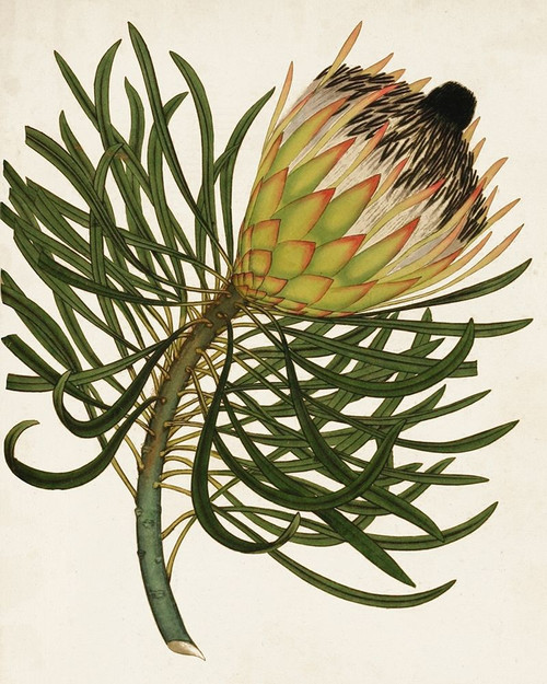 Antique Protea III Poster Print - Unknown