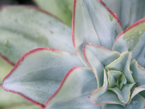 Desert Star I Poster Print - Jason Johnson