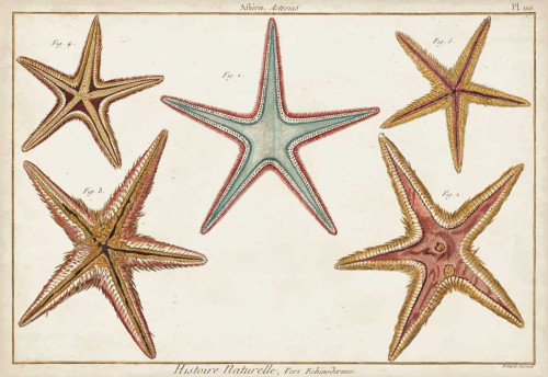 Starfish Naturelle I Poster Print - Denis Diderot