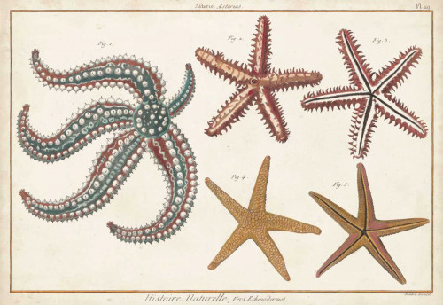 Starfish Naturelle II Poster Print - Denis Diderot