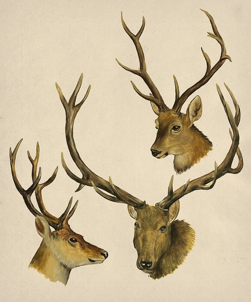 Wild World I Poster Print - Melissa Wang