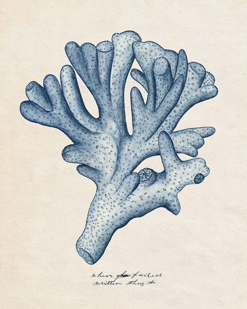 Sea Coral Study I Poster Print - Melissa Wang