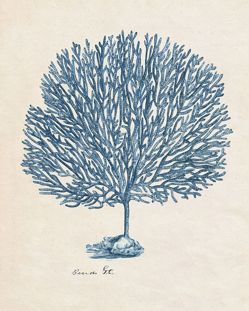 Sea Coral Study III Poster Print - Melissa Wang