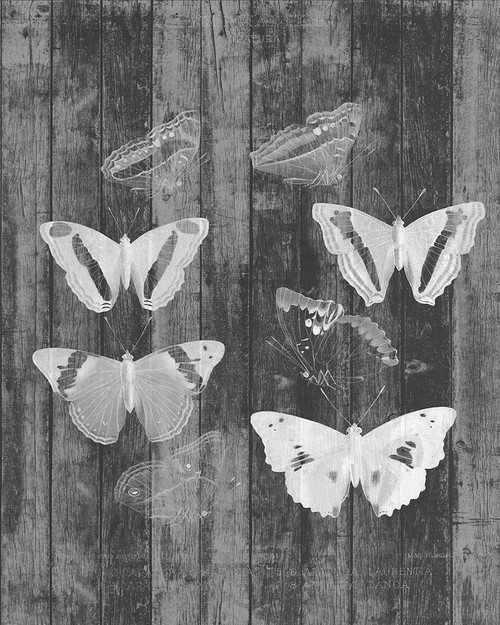 Rustic Butterfly Chart I Poster Print - Jennifer Goldberger
