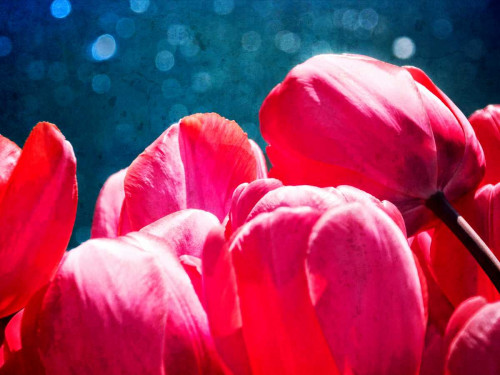 Fuchsia Tulips III Poster Print - Rachel Perry