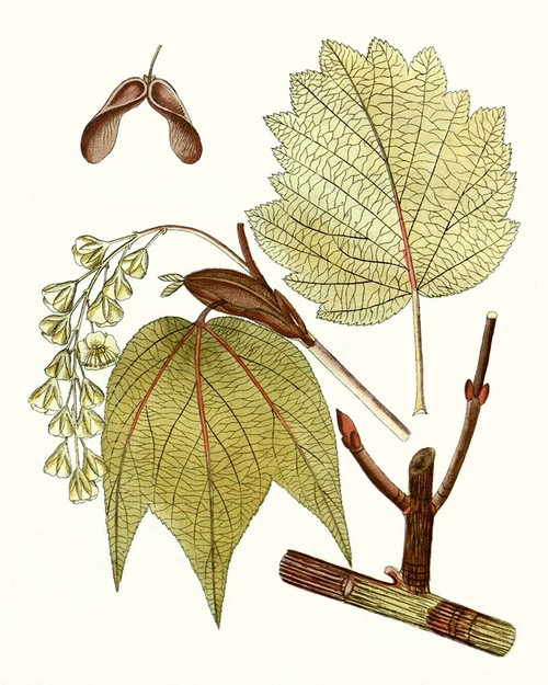Maple Leaves II Poster Print - Unknown
