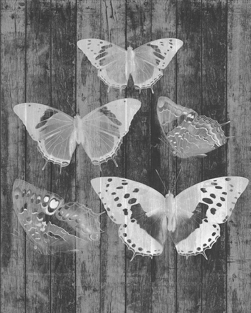 Rustic Butterfly Chart II Poster Print - Jennifer Goldberger