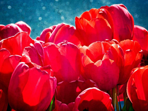 Fuchsia Tulips II Poster Print - Rachel Perry