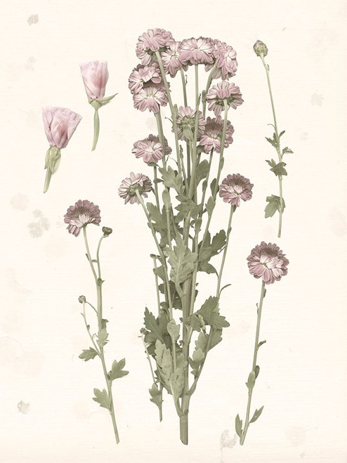 Pressed Blooms I Poster Print - Grace Popp