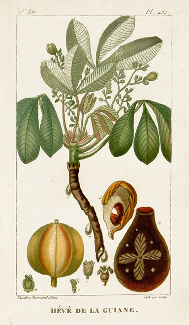 Turpin Exotic Palms VIII Poster Print - Turpin