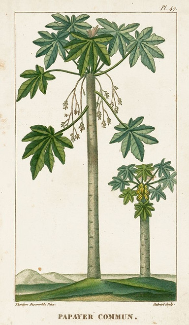 Turpin Exotic Palms II Poster Print - Turpin