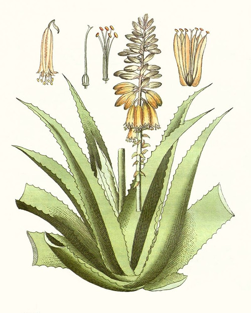 Antique Aloe II Poster Print - Unknown