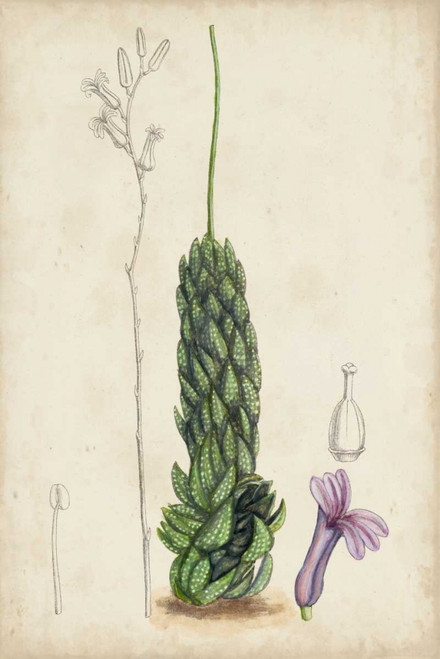 Antique Cactus IV Poster Print - Curtis