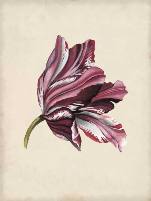 Antique Tulip Study III Poster Print - Naomi McCavitt