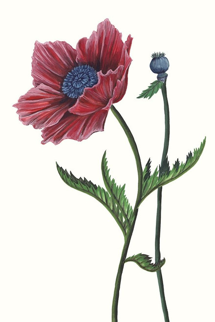 Poppy Flower II Poster Print - Melissa Wang