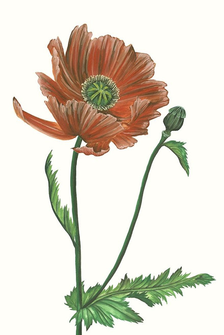 Poppy Flower III Poster Print - Melissa Wang